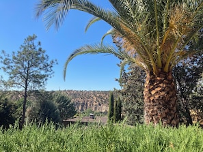 A palm tree, a pine tree, and a building with a red roof in a natural landscape.