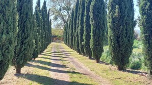 A pathway lined with tall, narrow trees, leading towards a building in the distance. - Amazing home in Manciano with private swimming pool, can be inside or outside (Manciano)
