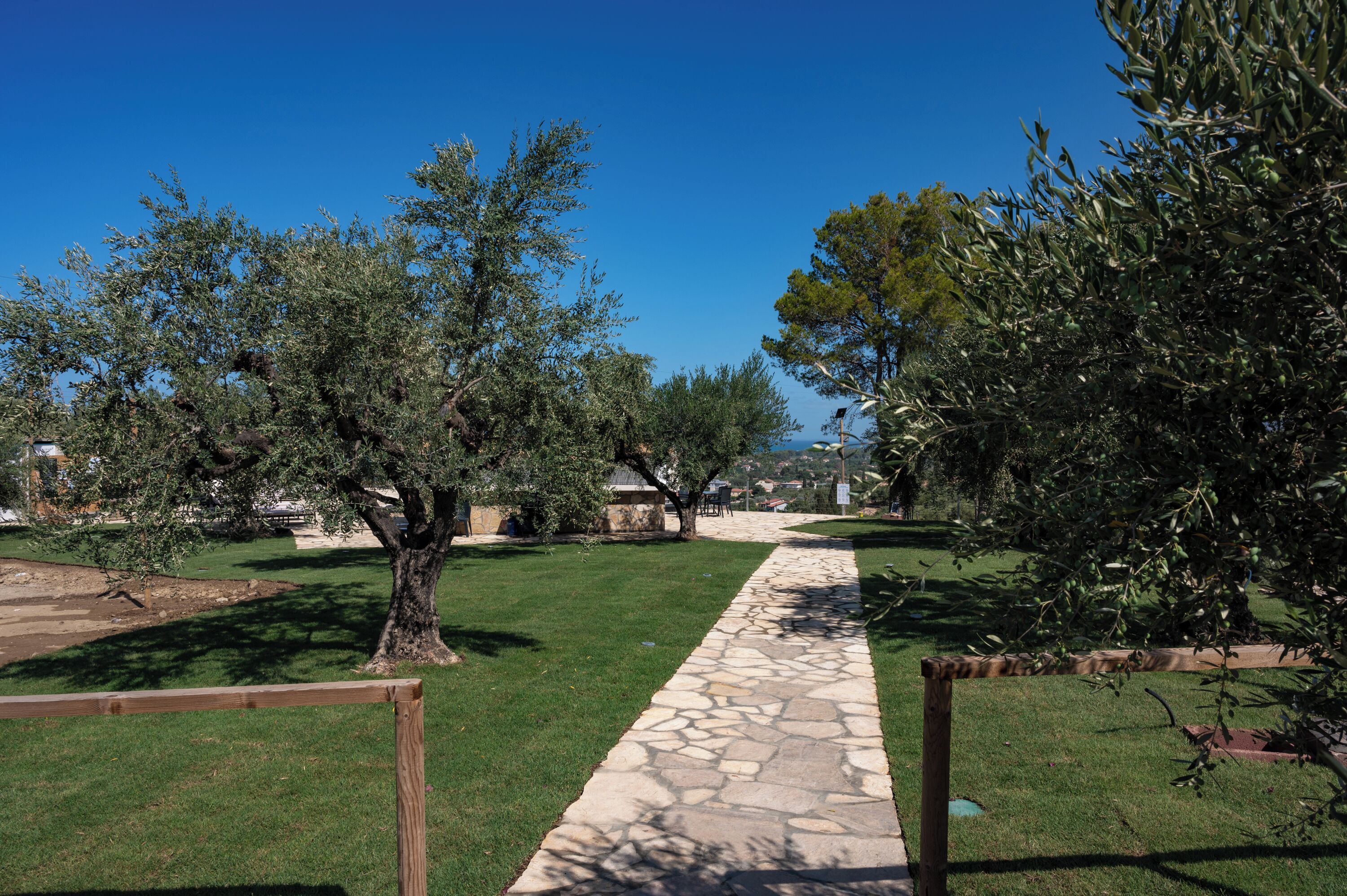 Un camí de pedra que serpenteja per un parc ple d'oliveres sota un cel blau clar.