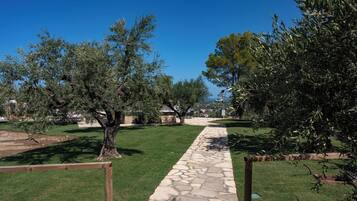 Un camí de pedra que serpenteja per un parc ple d'oliveres sota un cel blau clar.