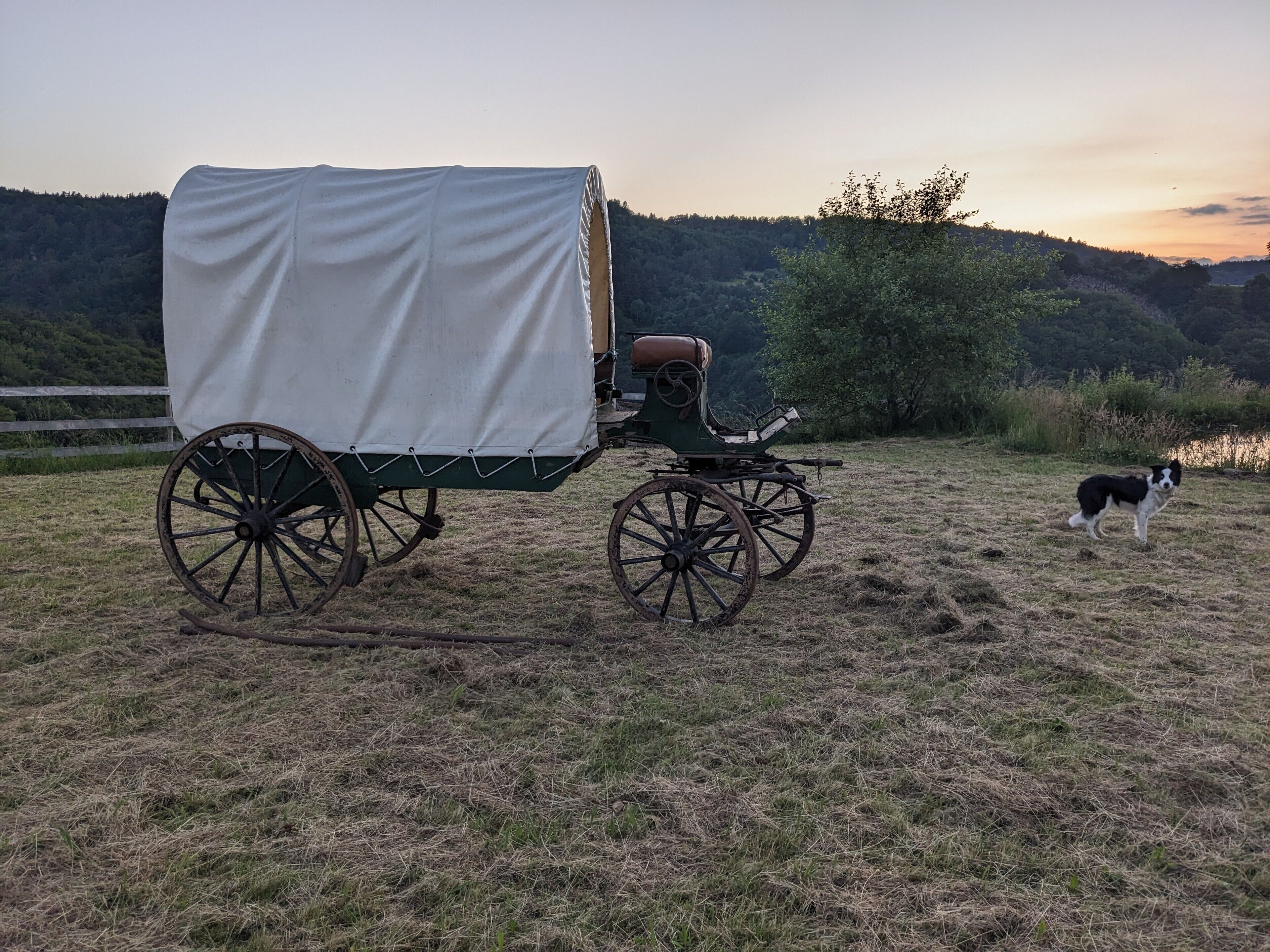 A covered carriage in a grassy field with a dog nearby.