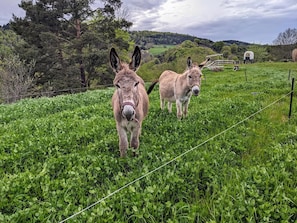 Dues burros a un camp herbaci amb una tanca i arbres al fons.