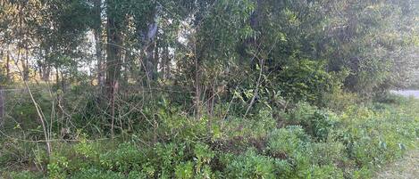 A natural landscape with dense vegetation and trees.