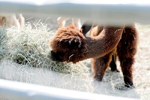 A llama eating hay in a pen.