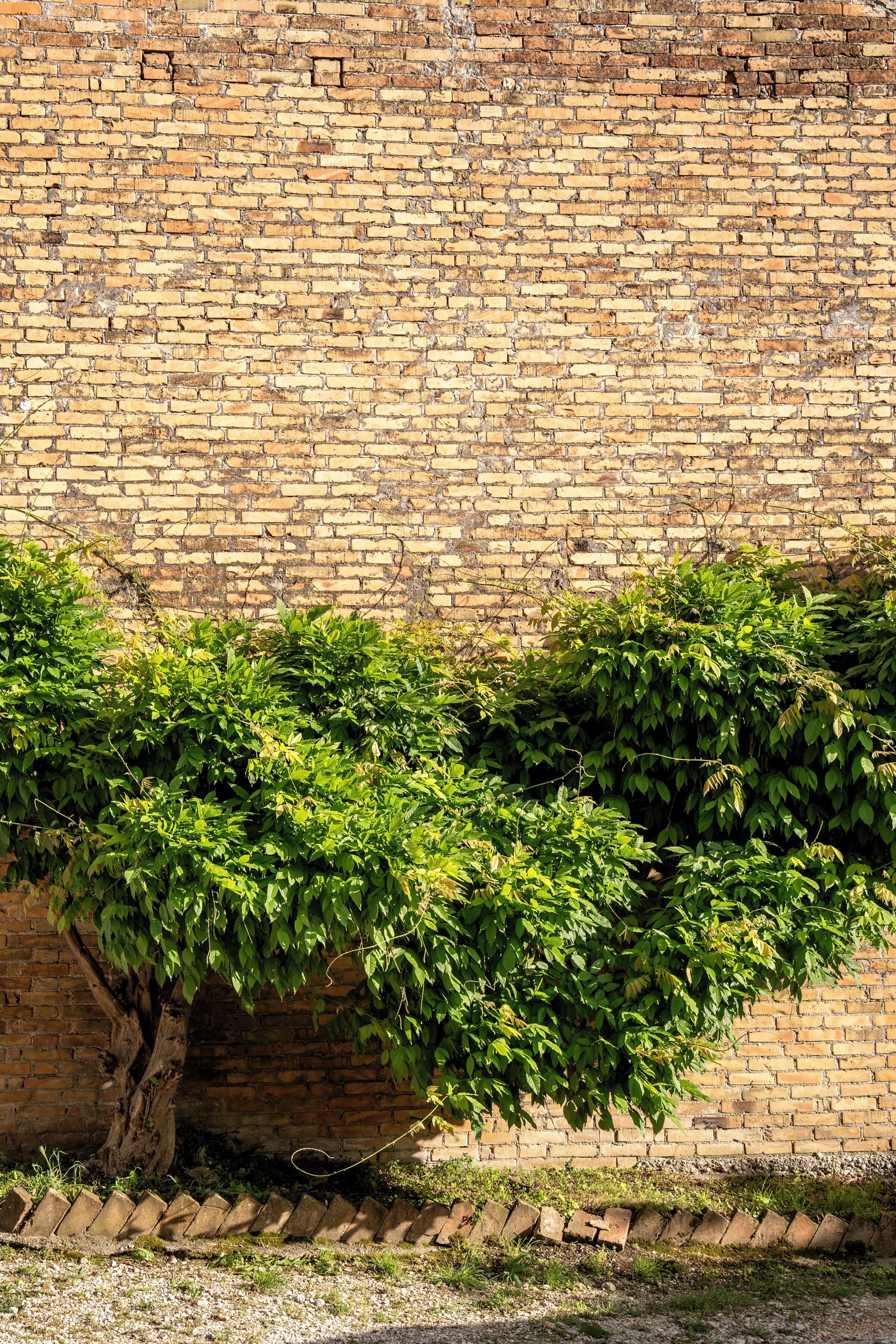 A brick wall with a tree growing over it.
