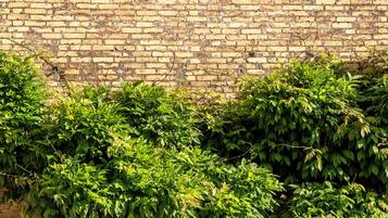 A brick wall with a tree growing over it.