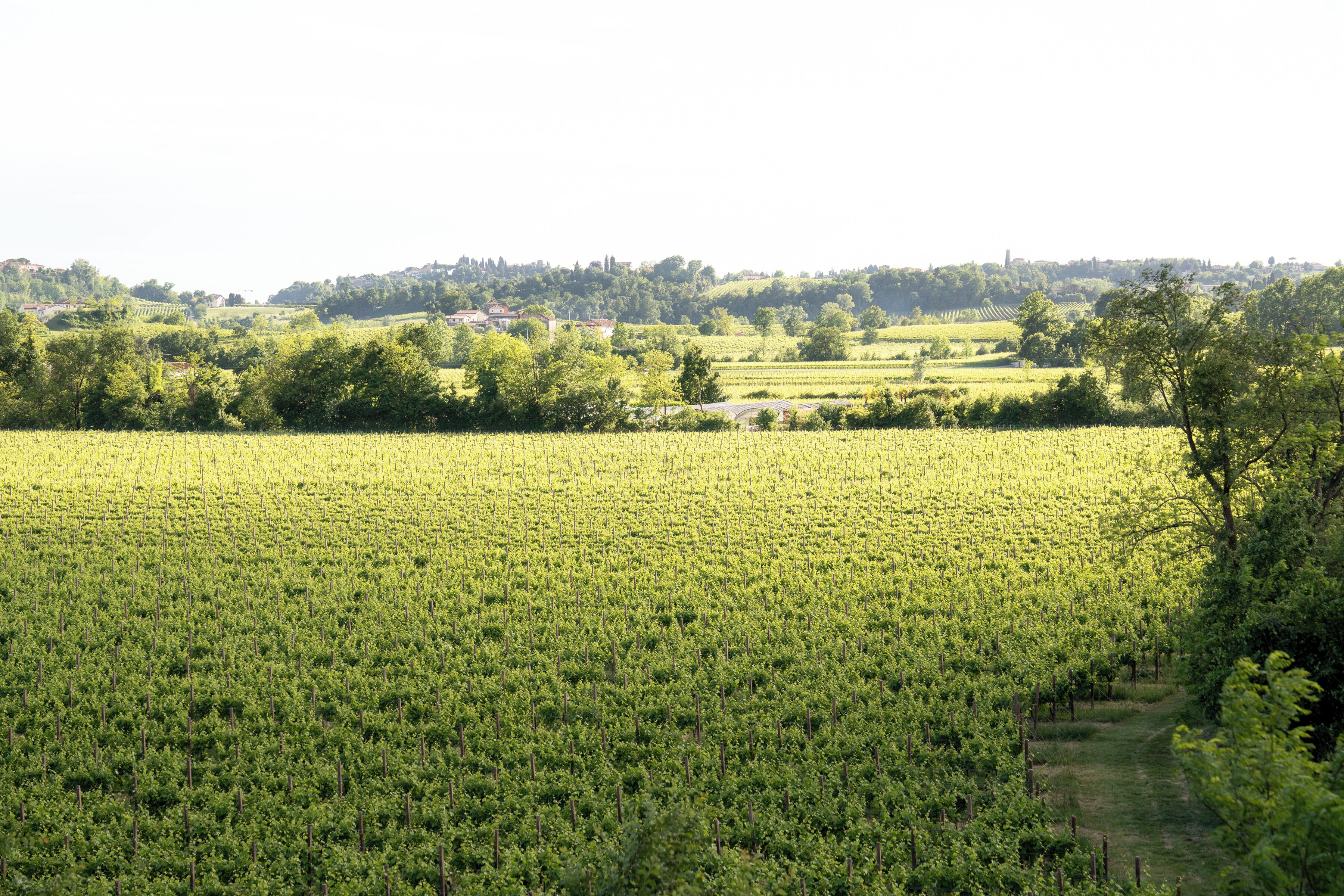 A vineyard with rows of grapevines and a path leading through it.