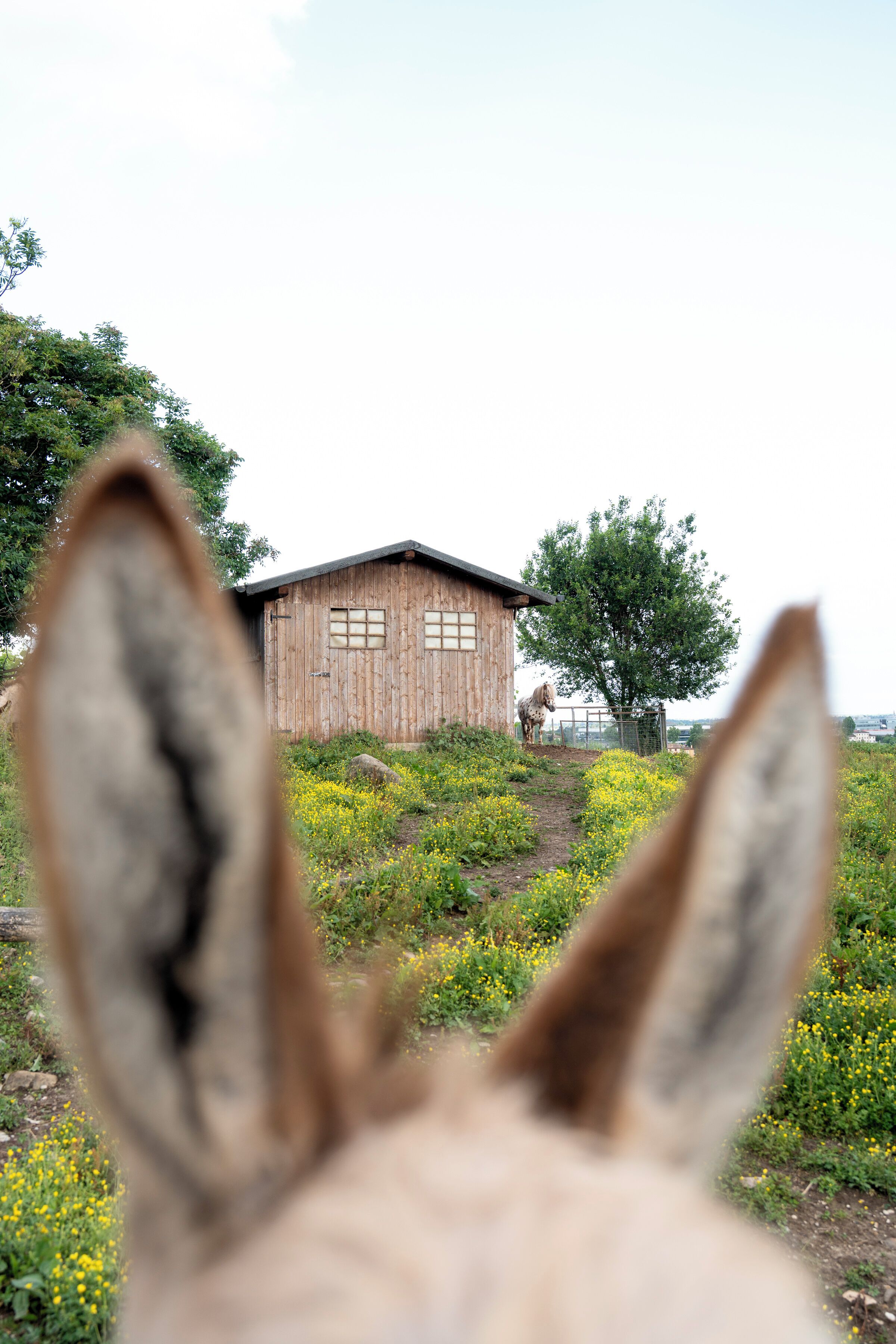 A wooden building with a sloped roof and two windows, surrounded by greenery and yellow flowers.