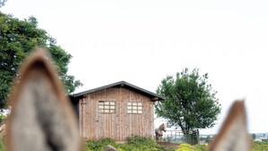 Edificio de madera con techo inclinado y dos ventanas, rodeado de follaje y flores amarillas.