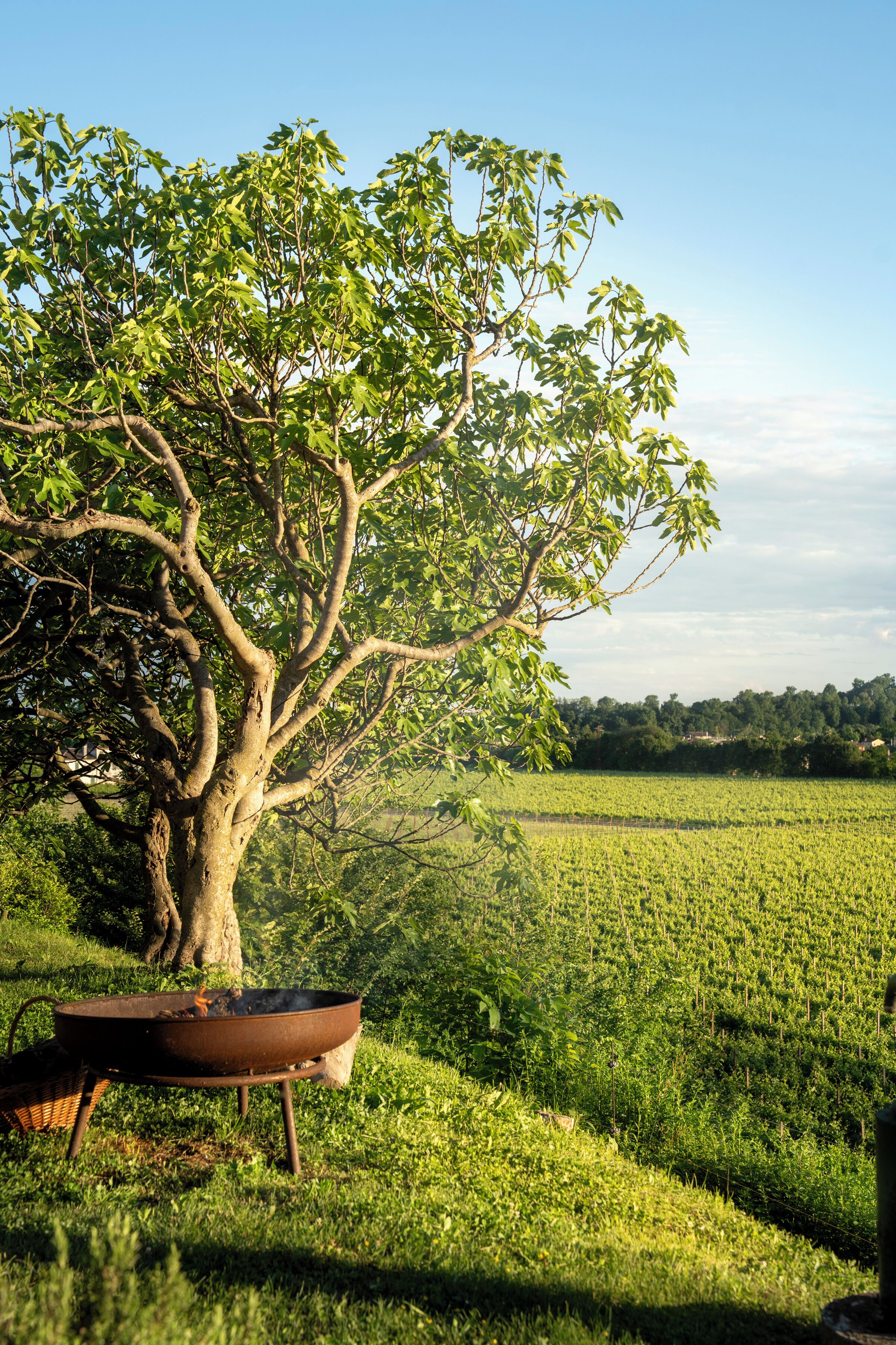 Un árbol con una olla metálica sobre el césped, un campo al fondo y un cielo despejado.