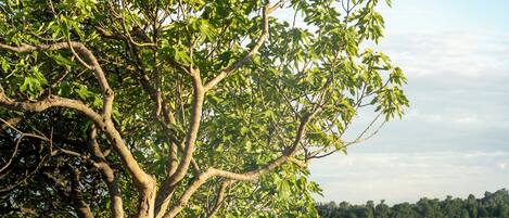 Un árbol con una olla metálica sobre el césped, un campo al fondo y un cielo despejado.