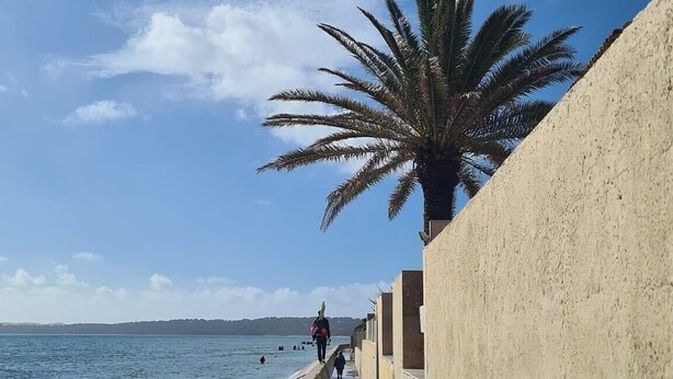Ein Küstenweg mit einer Palme, einer Betonmauer und ruhigem Meer.