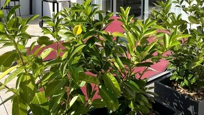 Uma casa moderna com telhado de telhas, grandes portas de correr de vidro e um espaço de varanda com plantas em vasos.