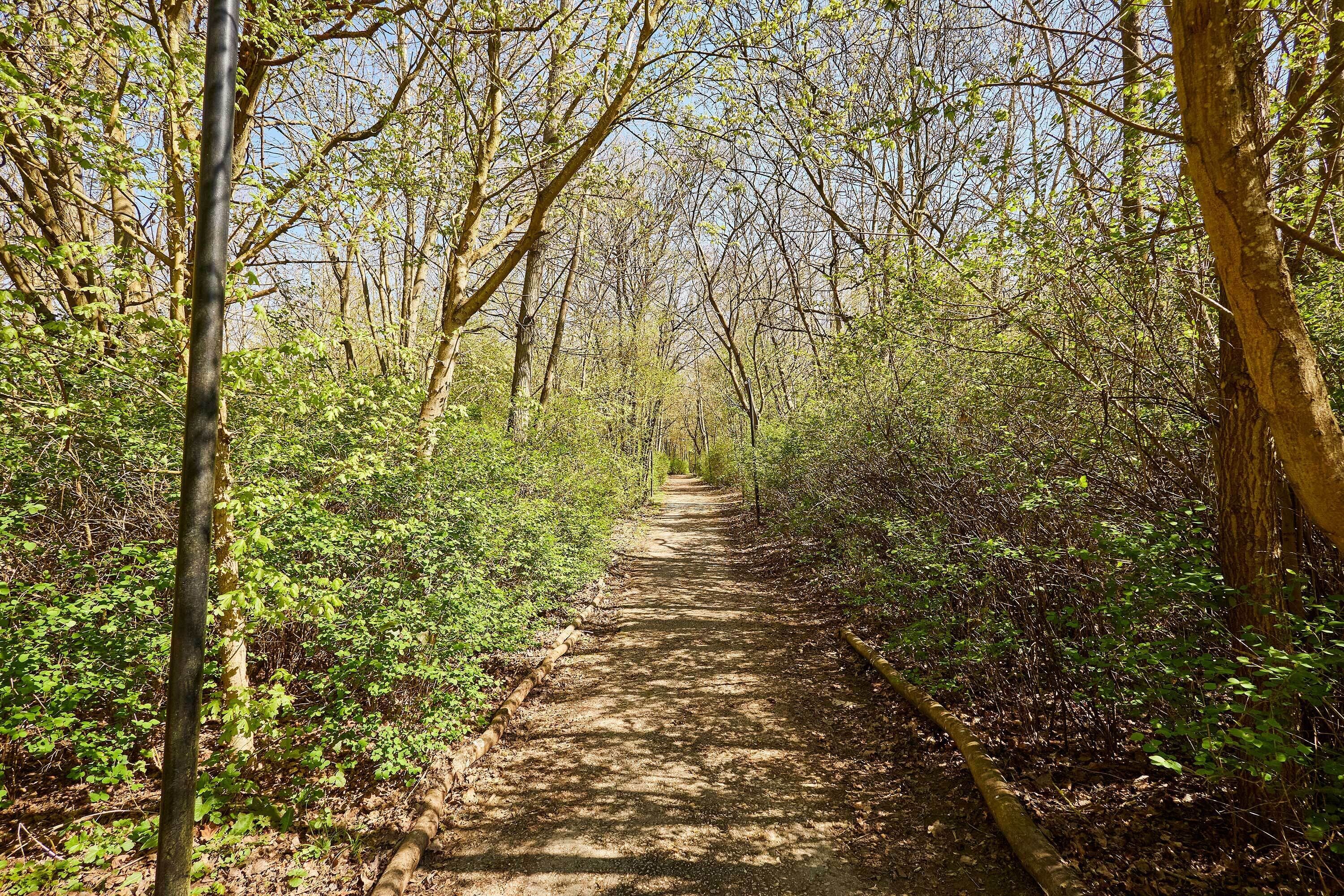 A forested path with trees and greenery.