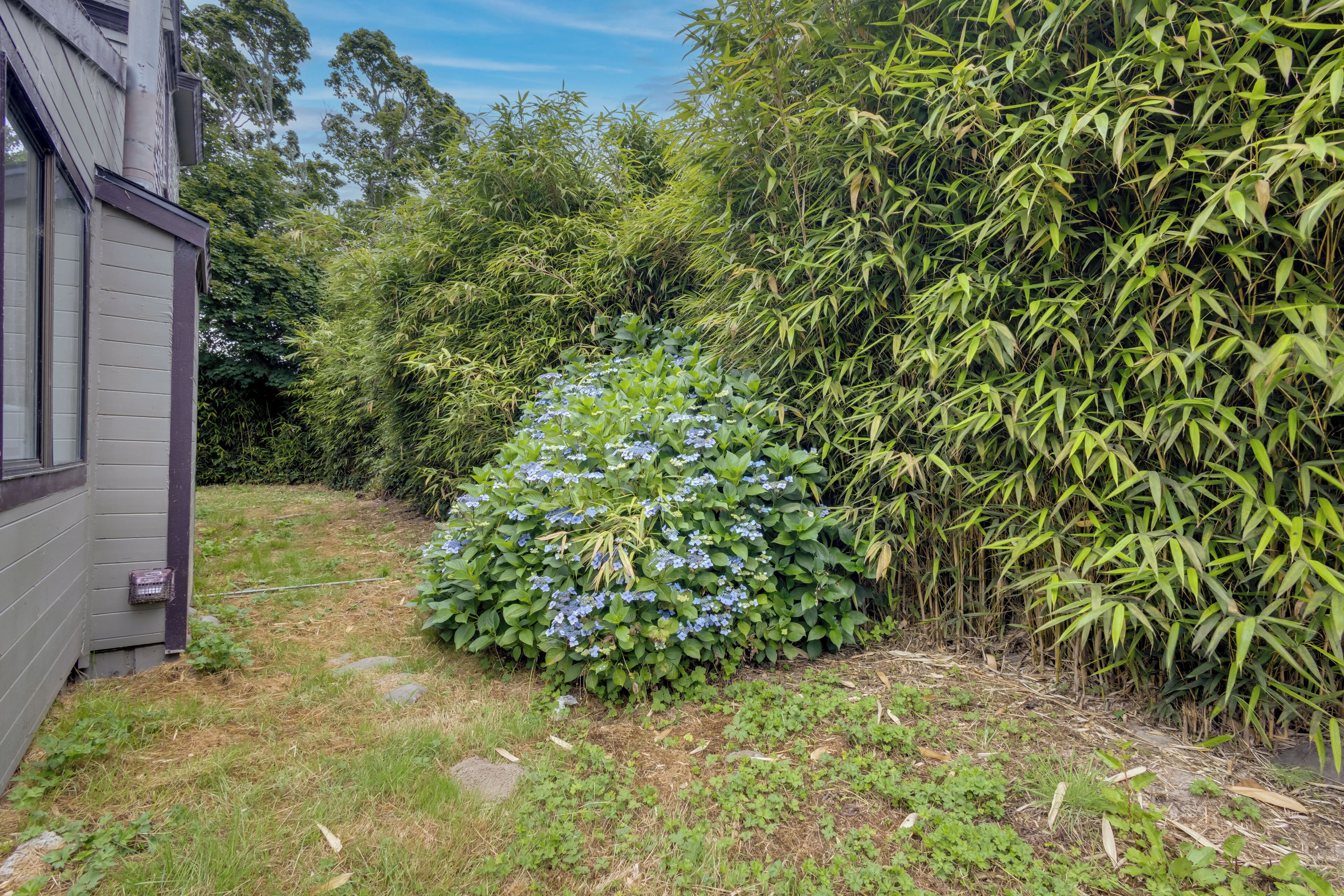 A garden with a house, dense foliage, and a clear sky.