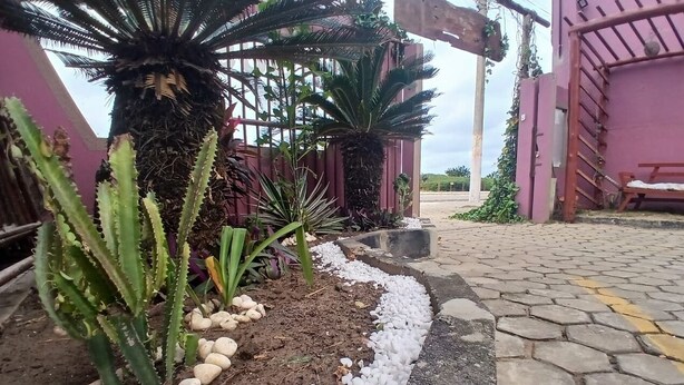 A paved pathway with white pebbles, a cactus plant, and a palm tree in a garden area.