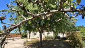 Ein Baum mit einem Steinhaus im Hintergrund.