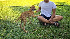 A person sitting on grass with a dog, a house, and palm trees in the background. - Maharsh Bamboo Stays near Devanahalli (Dyavarahalli)