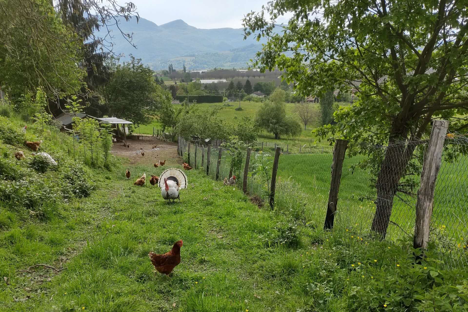 A rural landscape with a fenced area, a small building, and a chicken.