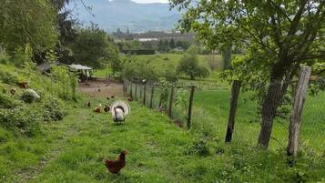 A rural landscape with a fenced area, a small building, and a chicken.