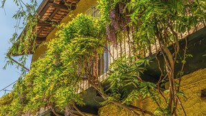 Een gebouw met een balkon, overwoekerd met groene begroeiing en paarse bloemen.