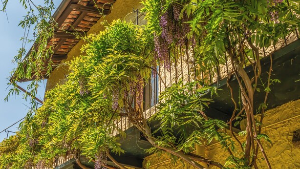 A building with a balcony, covered with green foliage and purple flowers. - Cristal Apartments (Masserano)