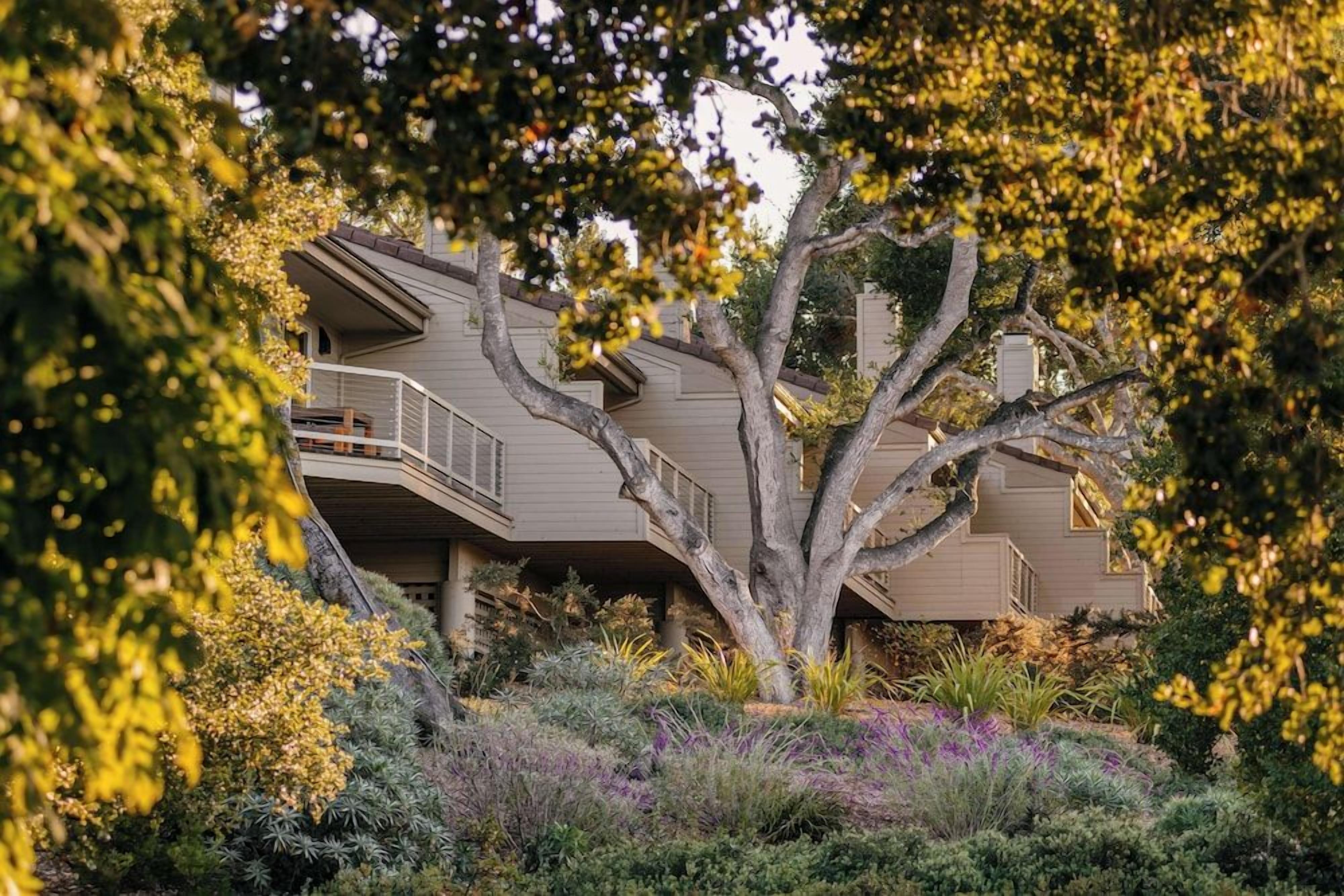 A multi-story house with a tree in the foreground, surrounded by various plants and shrubs.