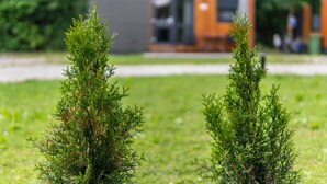 Two coniferous trees in a grassy area with a modern building in the background.
