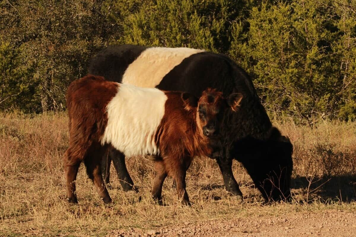 Une vache broute dans un champ, avec une forêt en arrière-plan.