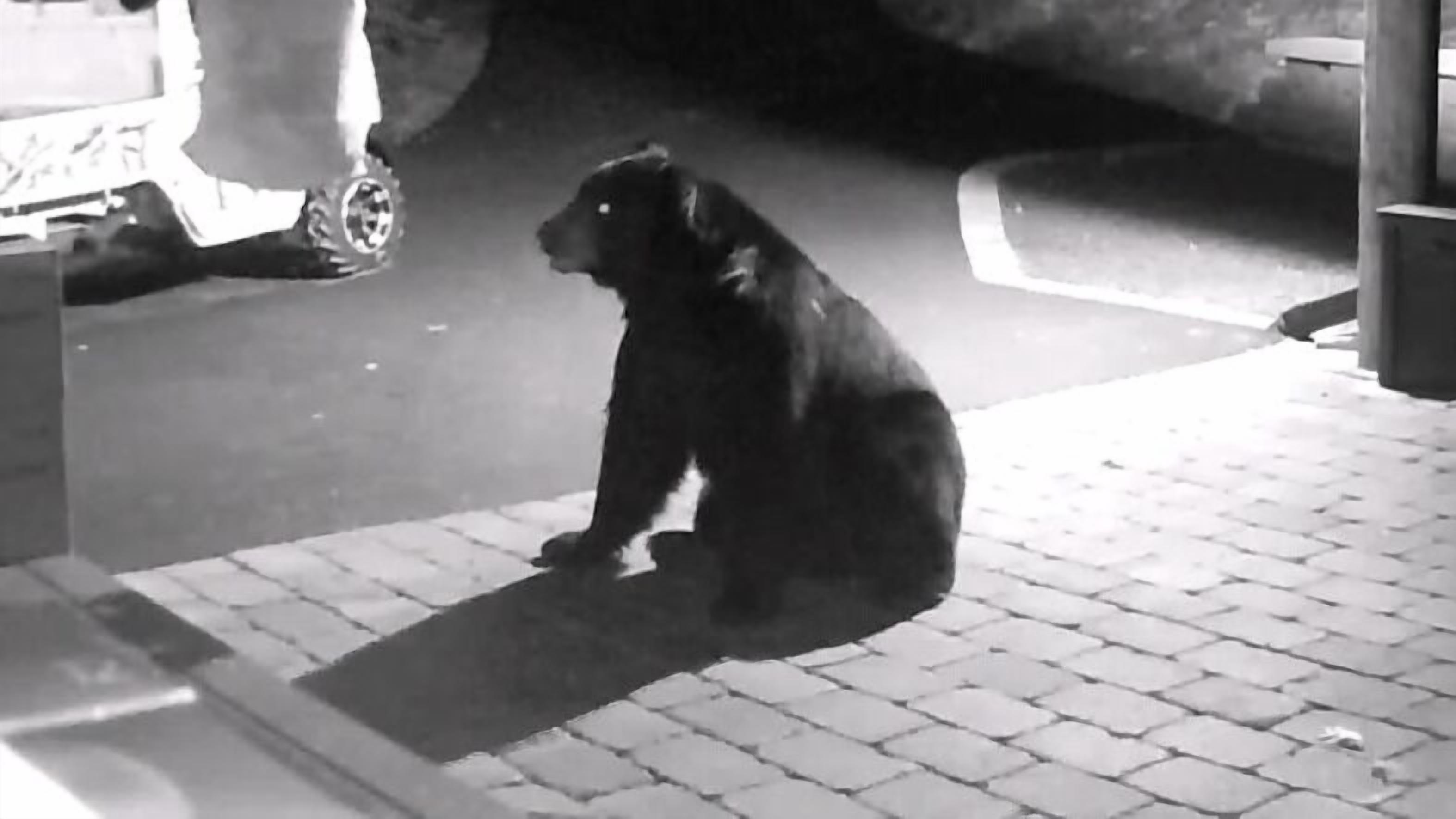 Um cão preto sentado sobre um pavimento.