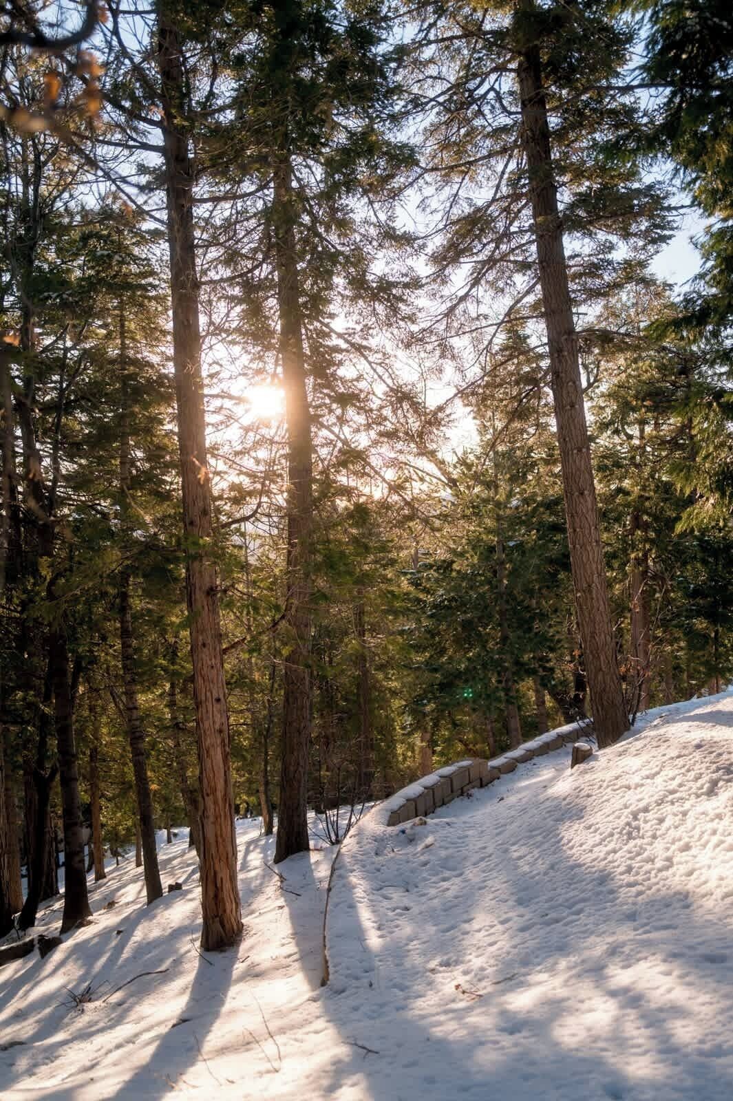 A snowy forest with tall trees and sunlight filtering through.