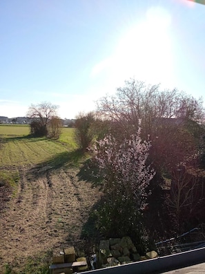 Een landelijk landschap met velden, een stenen muur en een boom met roze bloesems.