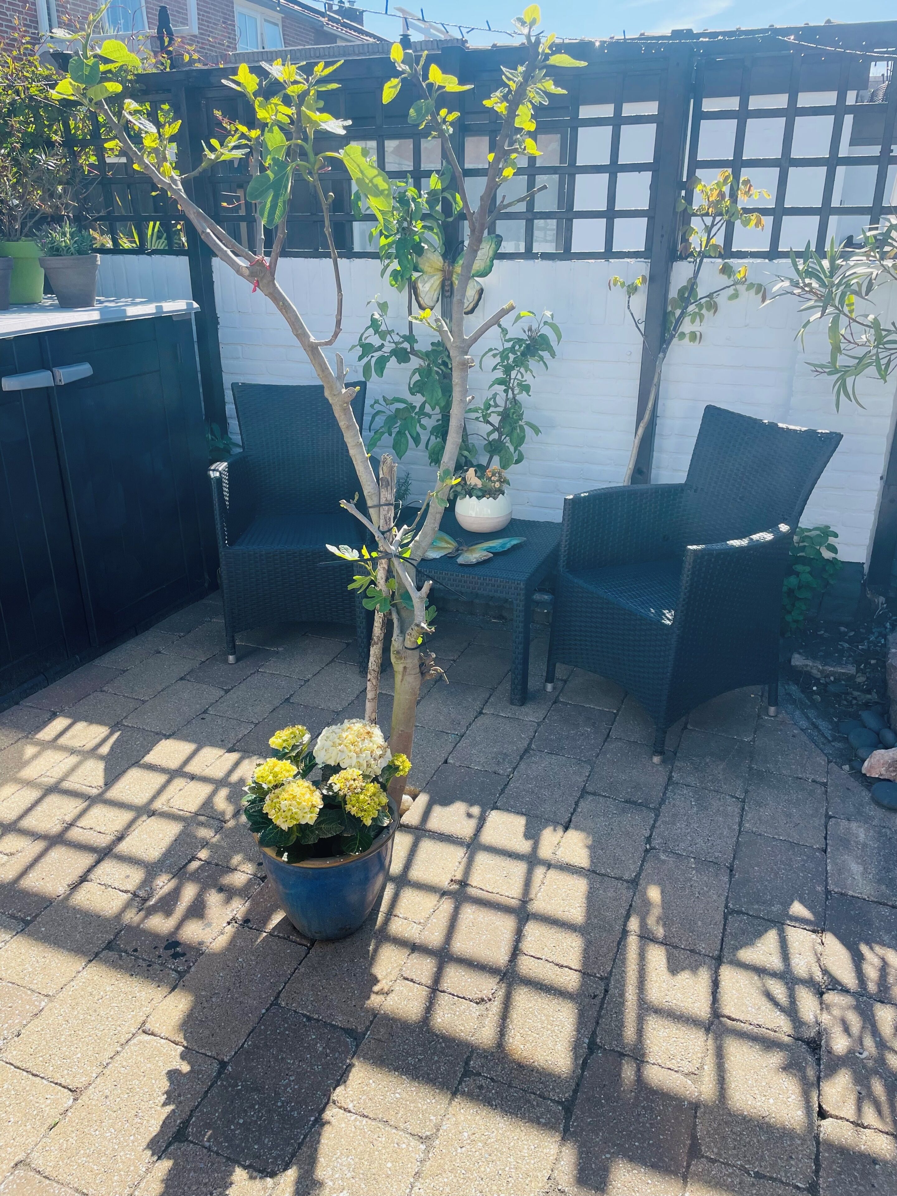 Terras