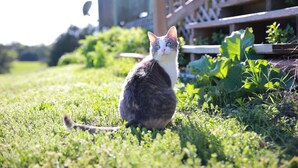 A cat sitting on grass with a wooden fence and greenery in the background. - Private Country Suite Near Truman Lake & Fishing (Clinton)