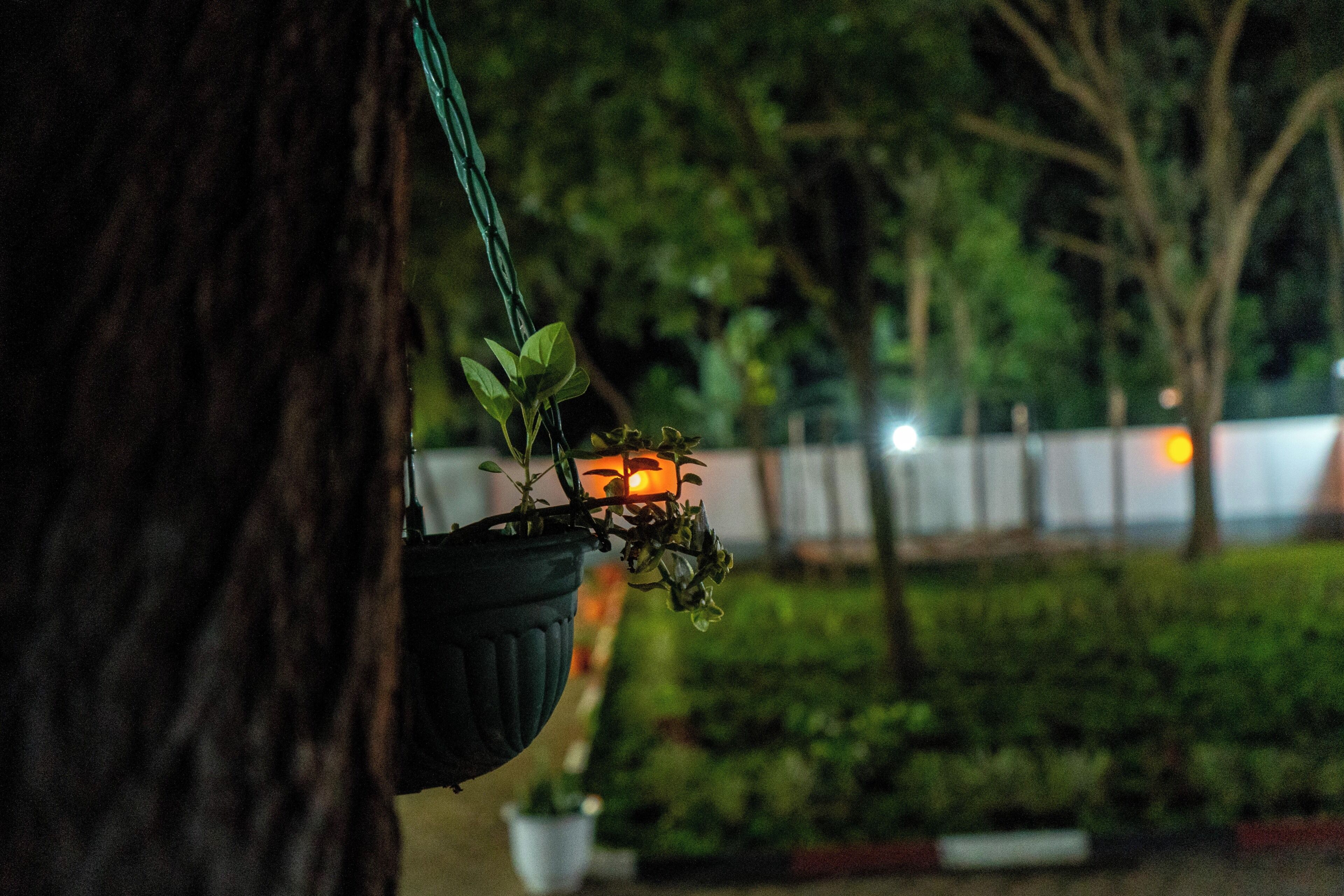 Una maceta colgante con una planta y una vela, frente a un árbol y un fondo desenfocado de vegetación.