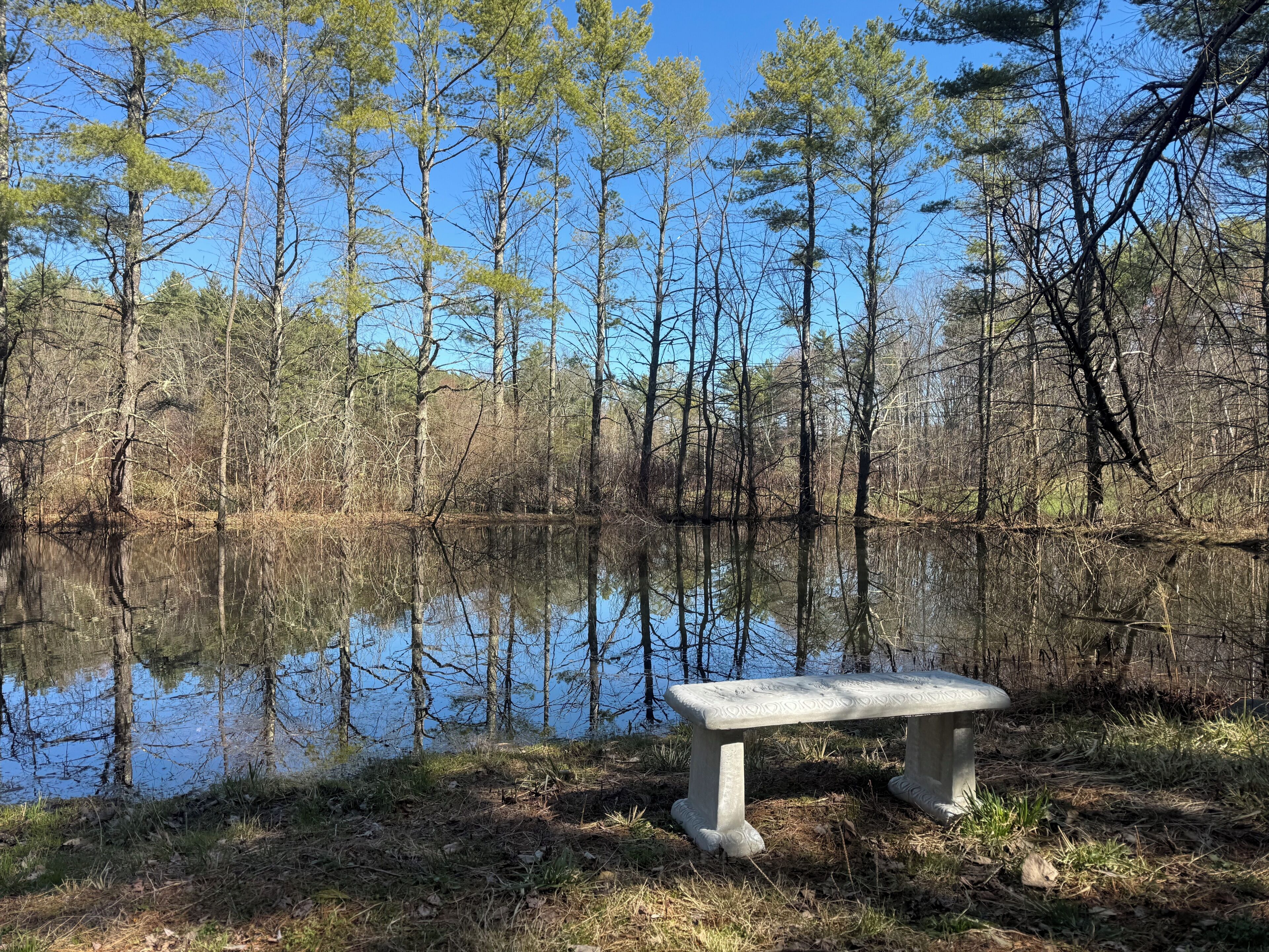 Un banc au bord d’un lac paisible, entouré d’arbres.