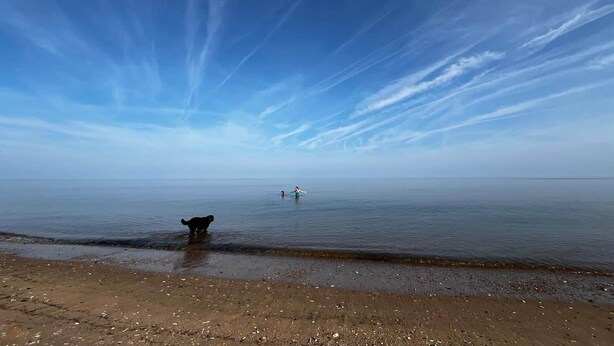 En strand med en hund og en person i vandet, og en klar himmel.
