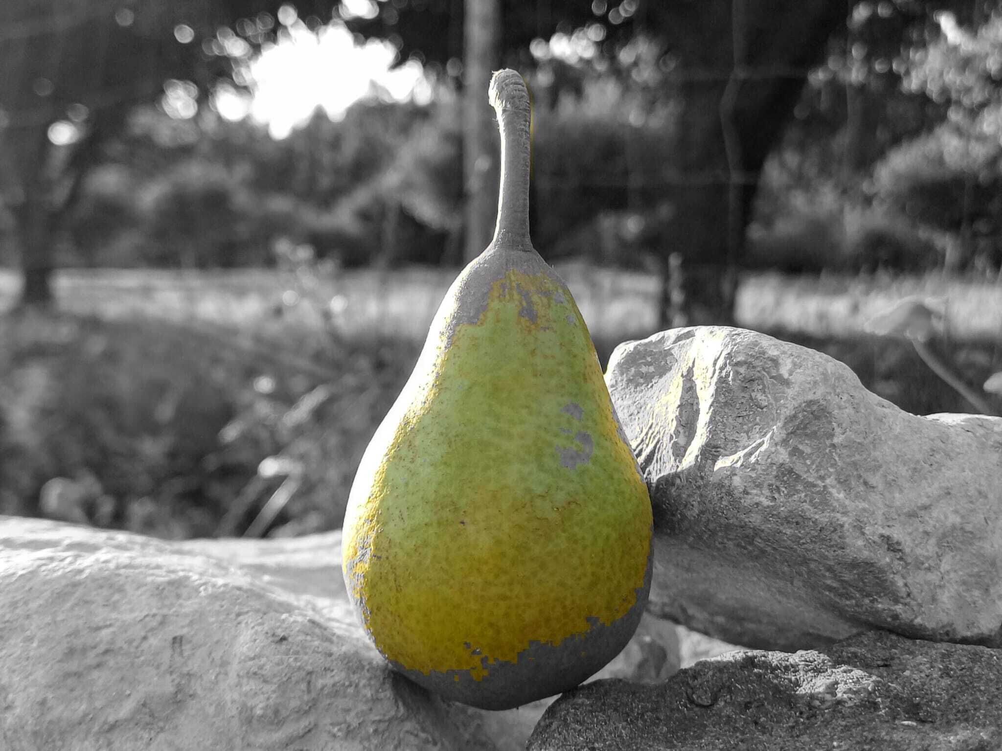 A pear on a rock with a blurred background.