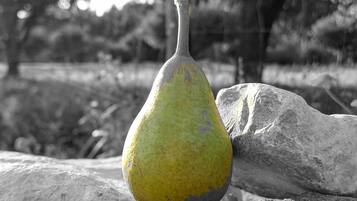 A pear on a rock with a blurred background.