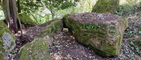 A forested area with large moss-covered rocks and a fallen tree trunk.