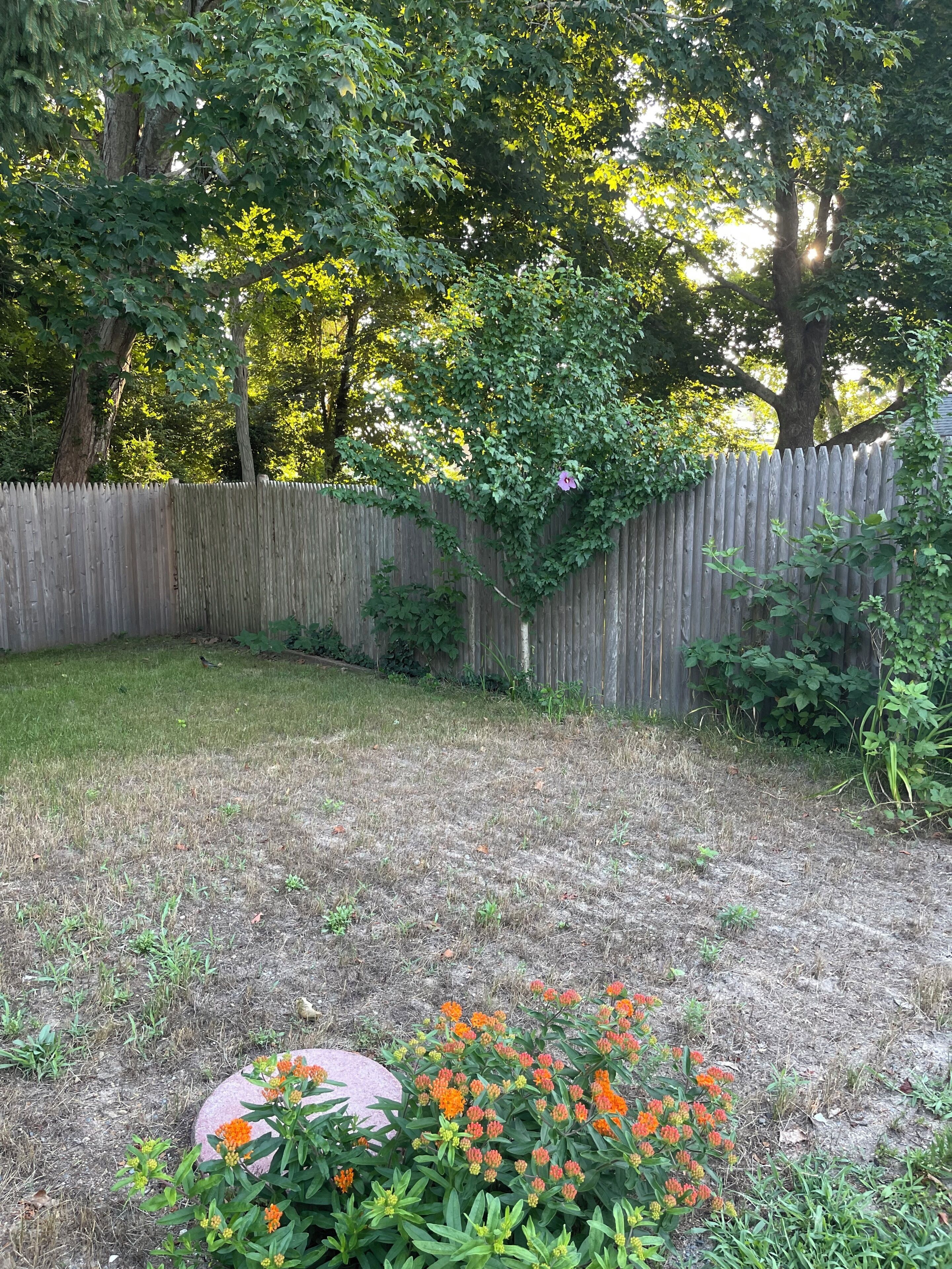 A backyard with a wooden fence, a grassy lawn, and a flower bed with orange flowers.