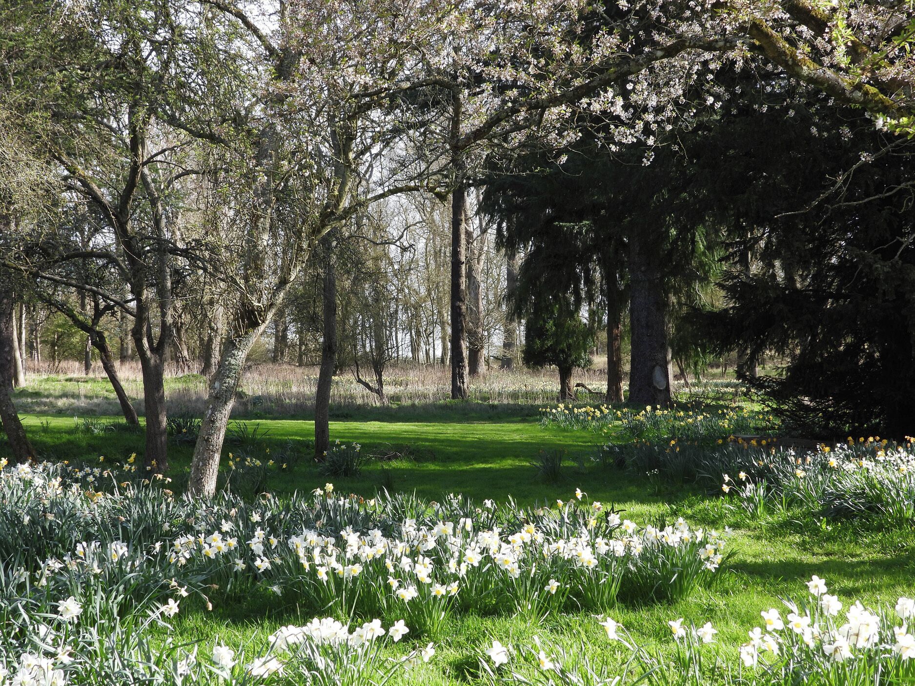 A park with trees and a grassy area with daffodils.