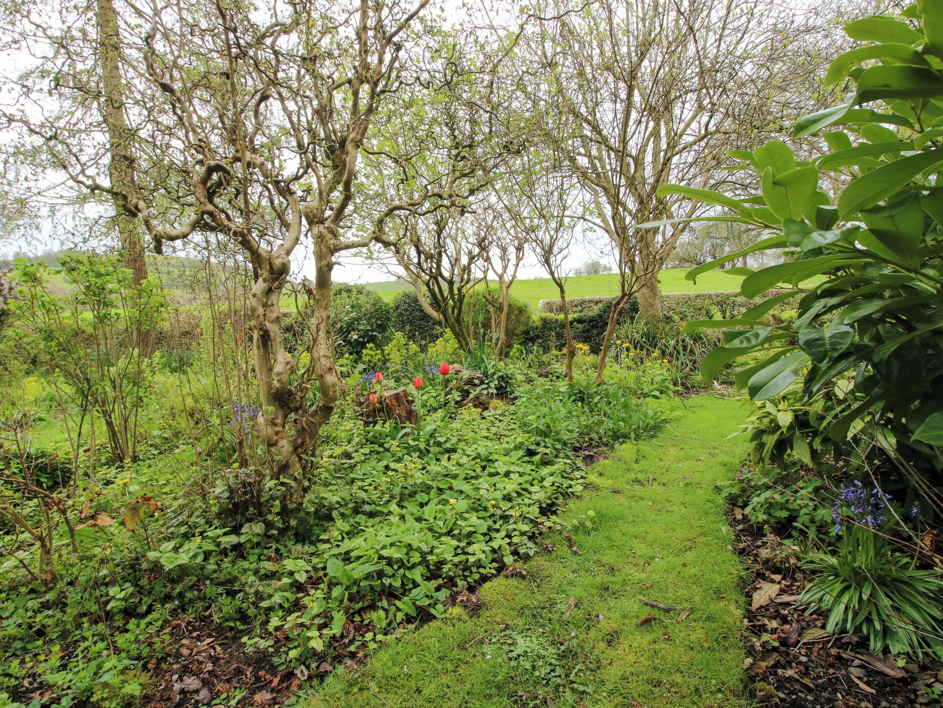 A garden pathway surrounded by various plants and trees.