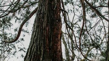 Una persona realizando una postura de yoga en un bosque, con un árbol grande al fondo.