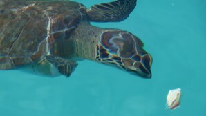Eine Schildkröte schwimmt in klarem Wasser.
