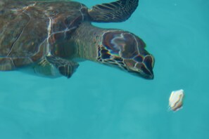 Una tortuga nadando en aguas cristalinas.