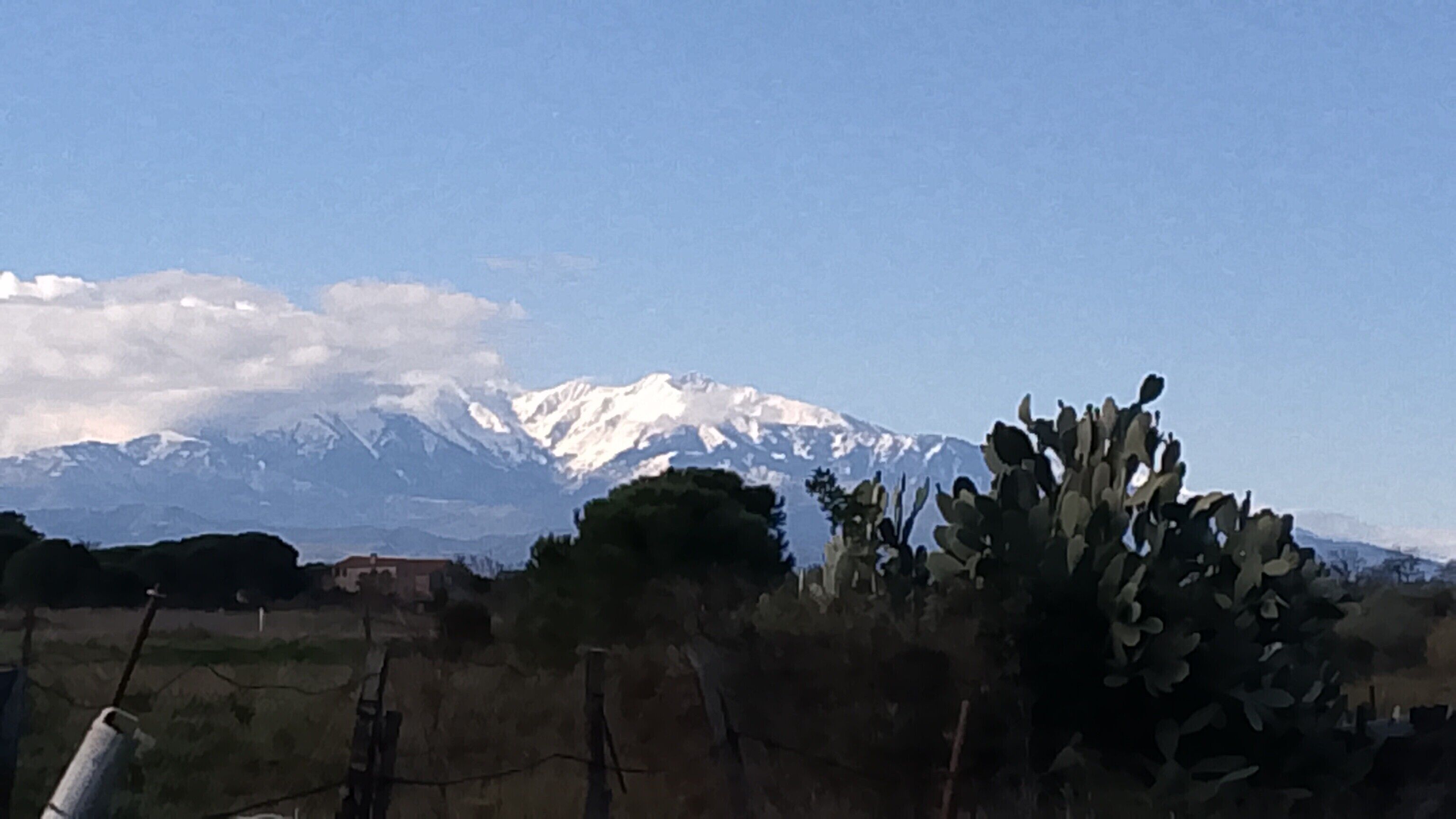 A mountain with snow-capped peaks, a cactus, and a fence in the foreground.