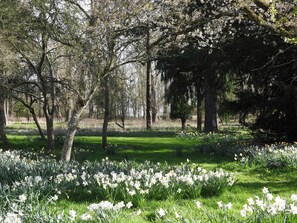 A park with trees and a grassy area with daffodils. - The Lady Rothschild Dairy (Peterborough)