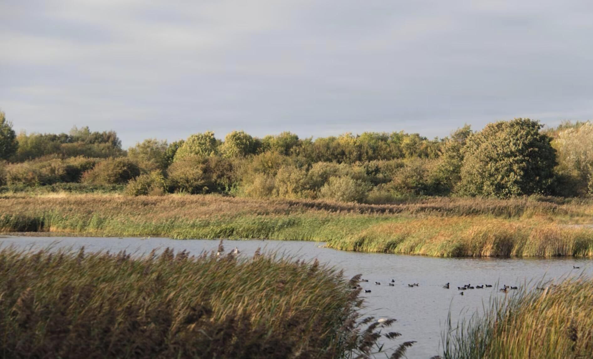 A natural landscape with a body of water, surrounded by dense vegetation and trees.