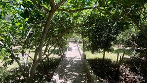A concrete pathway flanked by trees with green foliage, leading to a distant view.